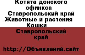 Котята донского сфинкса - Ставропольский край Животные и растения » Кошки   . Ставропольский край